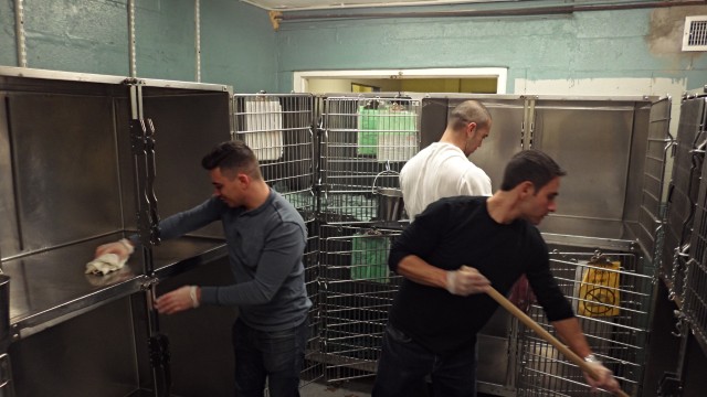 The AvePoint team helps clean the kennel and cattery at the Liberty Humane Society.